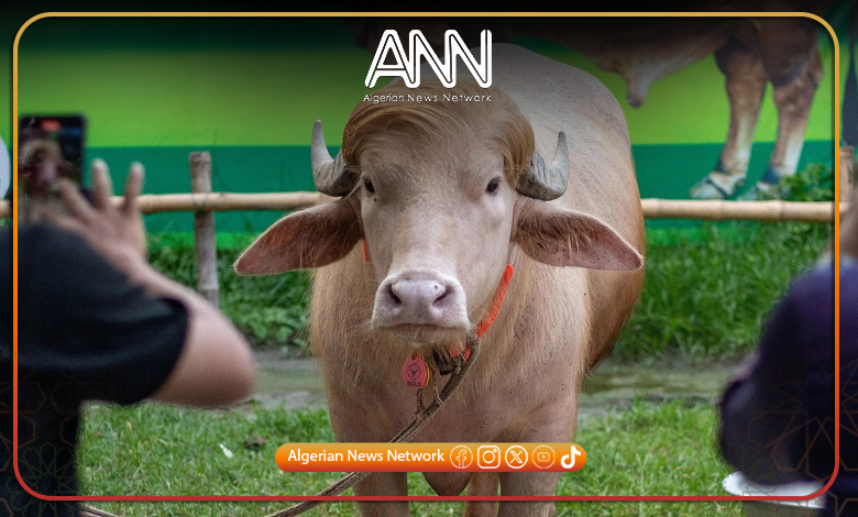 Bangladesh Prevents Viral Albino Buffalo “Donald Trump” From Eid Sacrifice